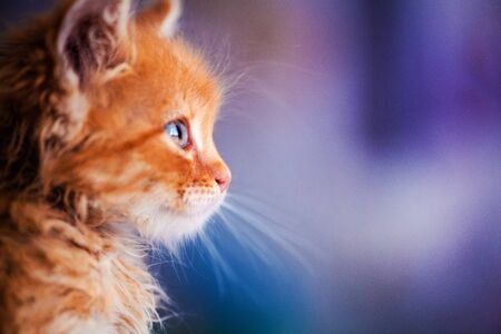 Cute little red kitten with amazing blue eyesの写真素材