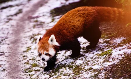 Portrait of a Red Panda ( Ailurus fulgens )の写真素材