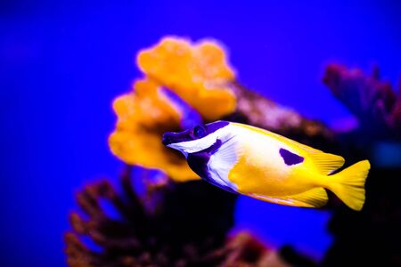 Wonderful and beautiful underwater world with corals and tropical fish.の写真素材