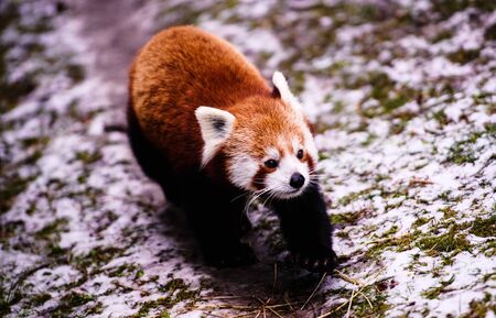 Portrait of a Red Panda ( Ailurus fulgens )の写真素材