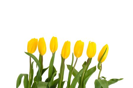 yellow tulips flowers isolated on white background.の写真素材