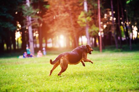 Dog running with a stick in its mouth in a grass. The best friend. Happy dog. Summer time.の写真素材
