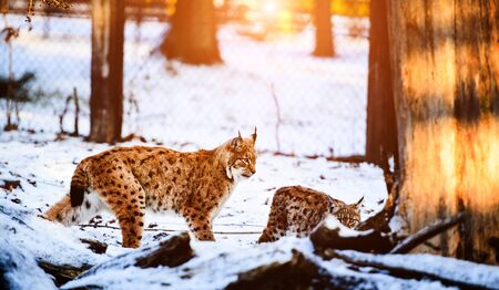 lynx in winterの写真素材