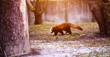 Portrait of a Red Panda ( Ailurus fulgens )の写真素材