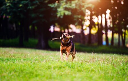 Dog running with a stick in its mouth in a grass. The best friend. Happy dog. Summer time.の写真素材