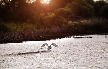 White swan in the lake.の写真素材