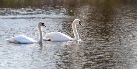 Two white swans in the lake.の写真素材
