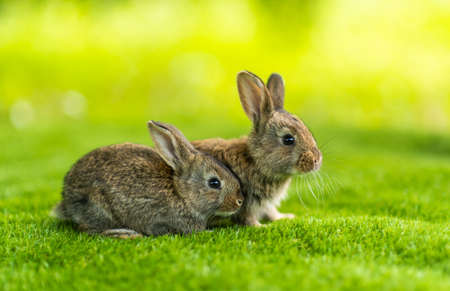 Rabbits. Cute little Easter bunny in the meadow. Green grass under the sunbeams. two rabbits on a green grass in summer day.の写真素材