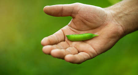 Man hand holding fresh green peas.の写真素材