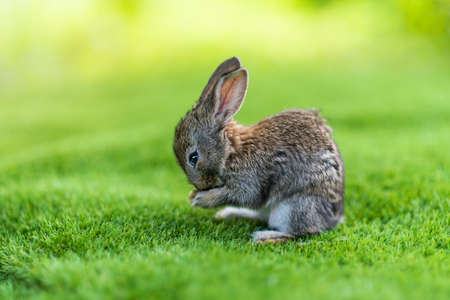 Rabbits. Cute little Easter bunny in the meadow. Green grass under the sunbeams. two rabbits on a...