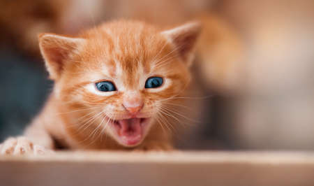 cute little red striped kitten screamingの写真素材