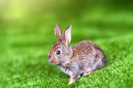 rabbit on a green grass in summer day. Cute little Easter bunny in the meadow. Green grass under the sunbeams. little hare sitting in the grass.の写真素材