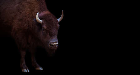 Bull isolated on black backgtound
