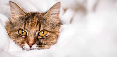 Cute cat lying on white soft blanket.の写真素材