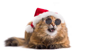 Christmas cat in red Santa Claus hat wearing sunglasses. Emotional cat.の写真素材