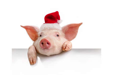 Pig in a red Santa Claus hat isolated on white, his hanging a white bannerの写真素材