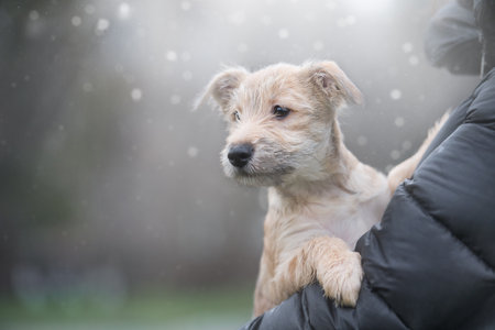 Puppy on a background with bokeh defocus. Rescue Animal.A fairy tale picture. Homeless dog.の写真素材