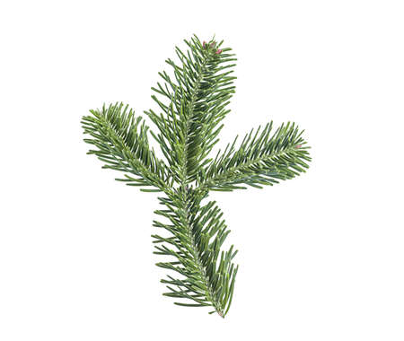 Fir branch isolated on white background. Christmas tree, pine, winter.の写真素材