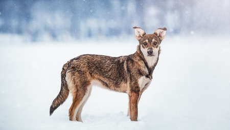 Portrait of dog in snow in winterの写真素材