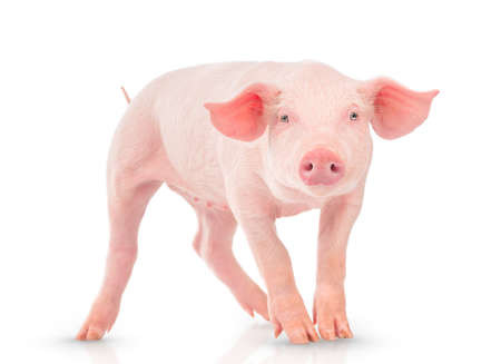 Young pig isolated on white background.の写真素材
