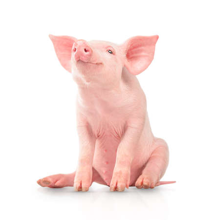 Happy young pig isolated on white background. Funny animals emotions.の写真素材