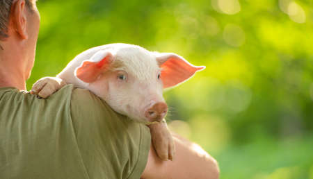 Happy young pig on owner`s hands, on a green meadow. Friendship humans and animals. Concept of love of nature, respect for the world and love for animals. Ecologic, biologic, vegan, vegetarianの写真素材