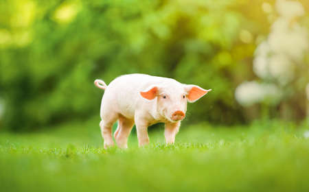 Young pig is walking on the green grass. Happy piglet on the meadow, summer day.の写真素材