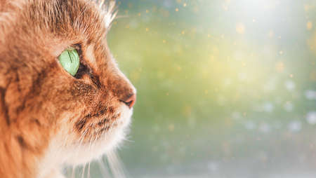 Beautiful cat with green eyes looking out the windowの写真素材