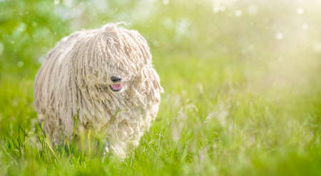 Hungarian puli dog on green grassの写真素材