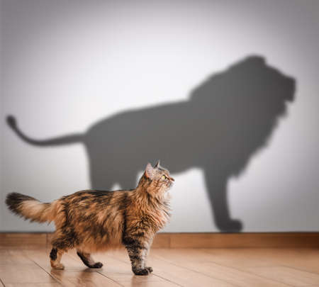 Concept of hidden potential, cat and lion shadow.の写真素材