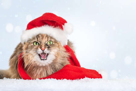 Pretty cat with green eyes in a santa hat on ighten bokeh background.の写真素材
