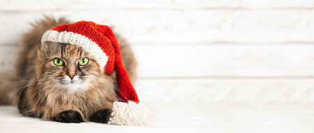 Pretty Cat with Green Eyes in a Santa Claus Hat on white wooden background.の写真素材