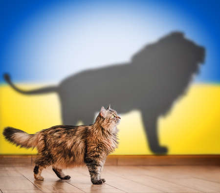 Concept of hidden potential, cat and lion shadow on the background of the Ukrainian flag .の写真素材