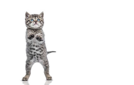 Funny Kitten on hind legs asking play with me, isolated on white background
