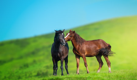 Two horses in the Carpathian mountains, Ukraine, Europe. beauty of nature concept background.の写真素材