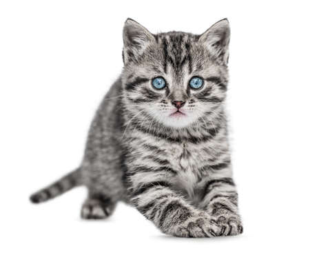Funny Kitten looking at camera, isolated on white backgroundの写真素材
