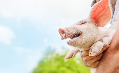 Happy piglet smiles in the arms of a man, on a blue sky background. summertime.の写真素材