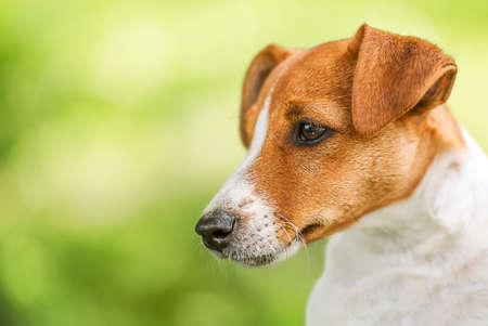 Portrait of a Jack Russel Terrier Dog on green backgroundの写真素材