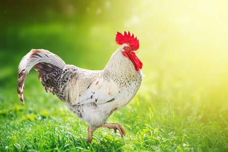 Rooster in the sun light on eco farmの写真素材