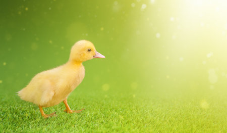 Three yellow ducklings on green grass.の写真素材