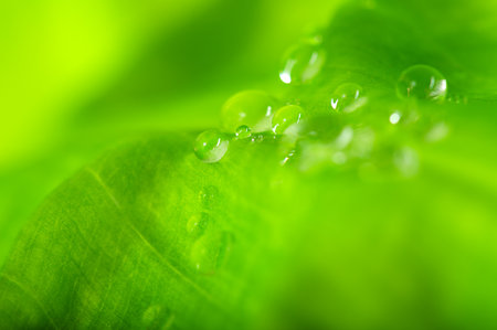 Water drops on a green leaf macro. natural green background.の写真素材