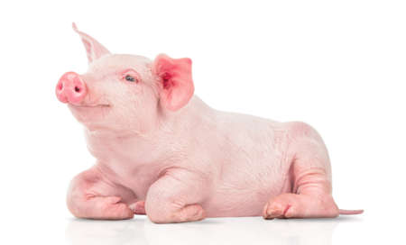 young pig isolated on white background.の写真素材