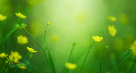 Yellow buttercup flower on the meadow.の写真素材