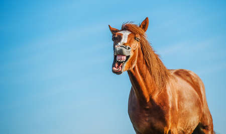 Crazy portrait of Crazy Laughing Horseの写真素材