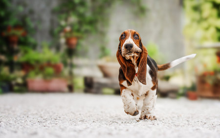 Funny Basset Hound dog running in the yard.の写真素材