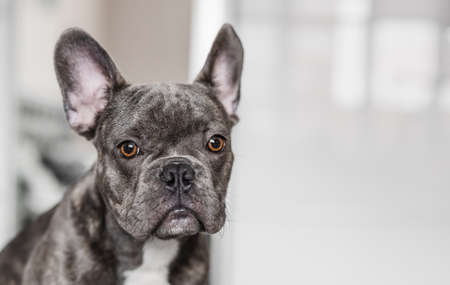 Portrait of Purebred French Bulldogの写真素材