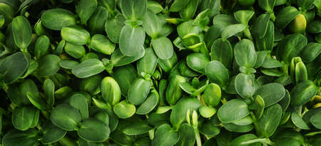 green leaf background. Sunflower microgreen sproutsの写真素材