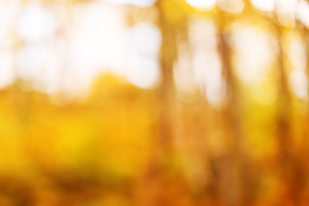 autumnal natural bokeh with sun for background or backdrop.の写真素材