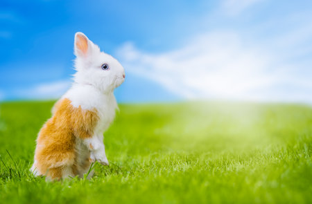 Red bunny rabbit portrait looking away on green grass and blue sky backgroundの写真素材
