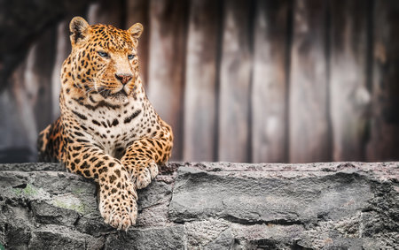 Leopard resting on a stone against a wooden backgroundの写真素材